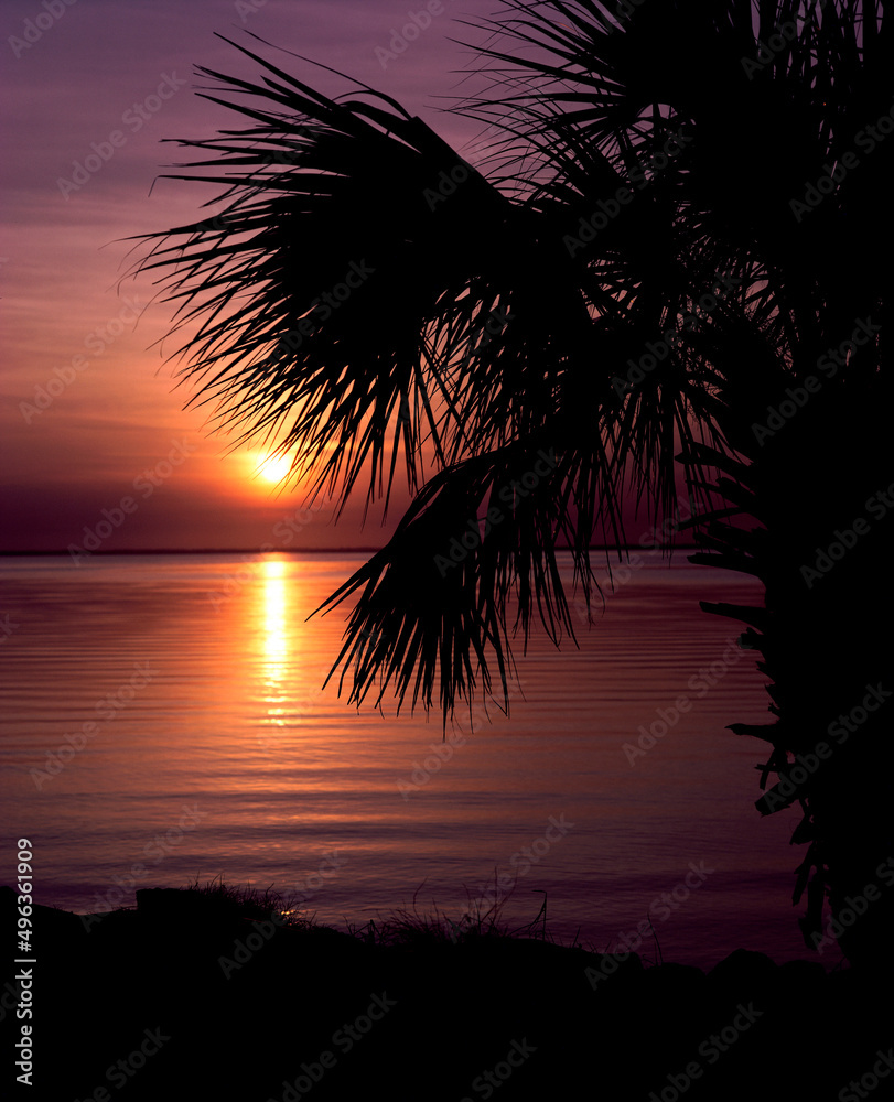 Silhouette of a palm tree on a beach during sunset Stock Photo | Adobe ...