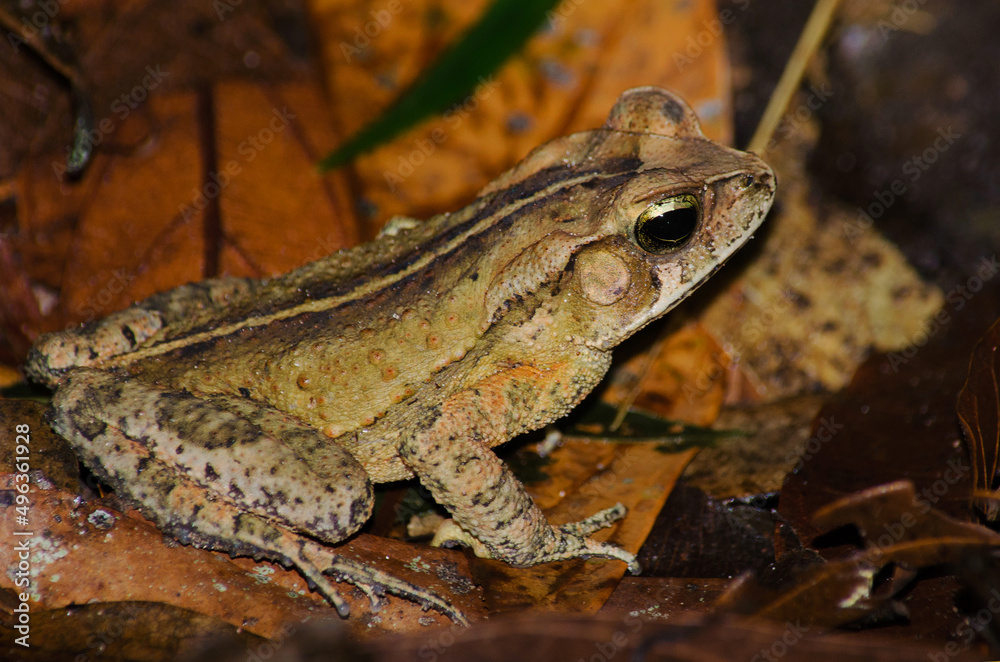 Fototapeta premium Forest toad (Rhinella ornata) portrait