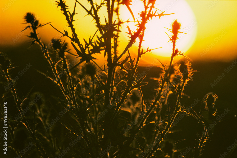 Canada, British Columbia, Vancouver Island, Thistle in sunlight Canada, British Columbia, Vancouver Island, Thistle in sunlight