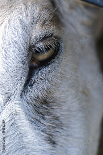 Close-up of a horse's eye