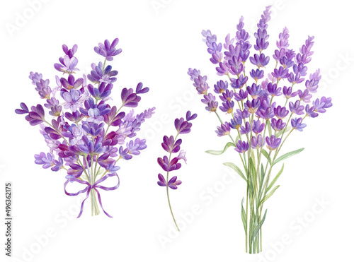 Fototapeta Naklejka Na Ścianę i Meble -  Bouquets with lilac lavender flowers, watercolor illustration