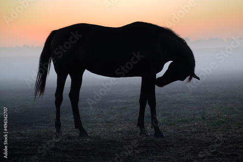 Silhouette of a horse that stands in the fog against the background of the dawn sky