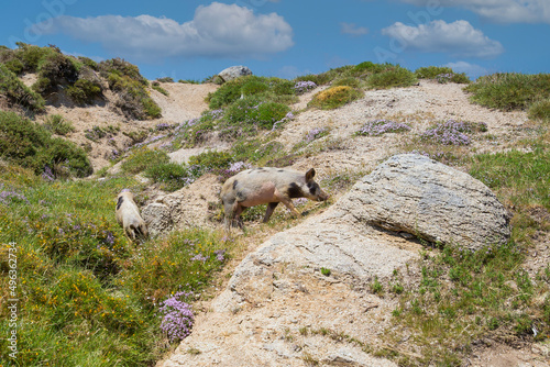 The animals live freely on the island of Corsica. Wild pig on the plateau of Coscione above Quenza, island of Corsica, Corse du Sud, France