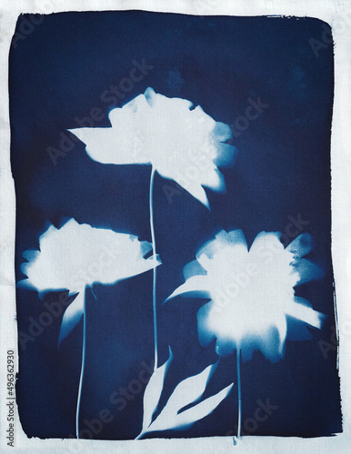 Cyanotype - Peoni Trio  photo