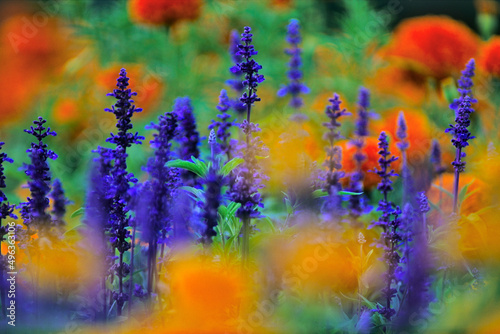 Close-up of yellow marigolds and salvia growing on field photo