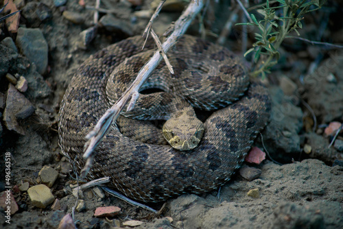 Close-up of a rattlesnake (Crotalus ruber) photo