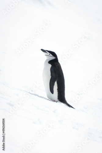 Chinstrap penguin stands looking up snowy slope