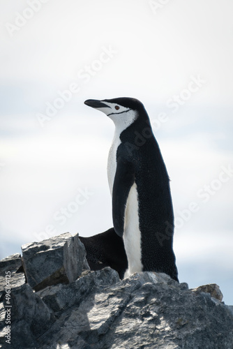 Chinstrap penguin stands on ridge looking left