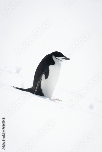 Chinstrap penguin stands looking down snowy hill