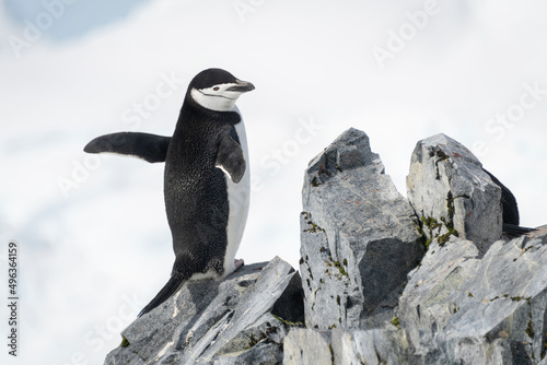 Chinstrap penguin perched on rocks stretching flippers