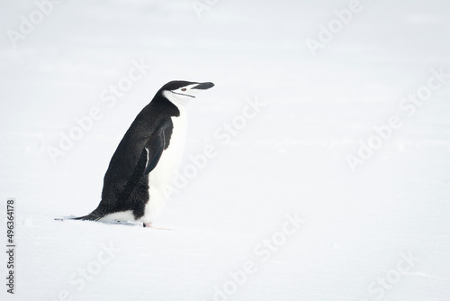 Chinstrap penguin walking across snow facing right