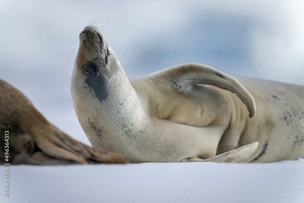 Obraz premium Close-up of crabeater seal resting on iceberg