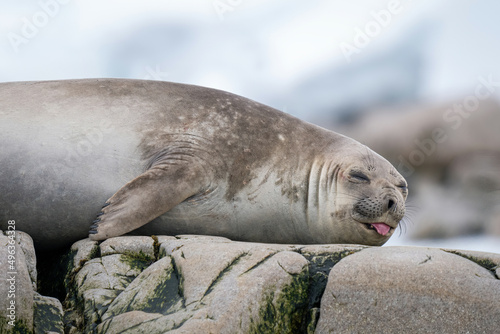 Close-up of elephant seal with tongue out photo