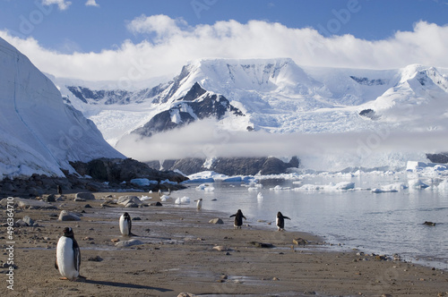 Five Gentoo Penguins standing on the coast (Pygoscelis papua)