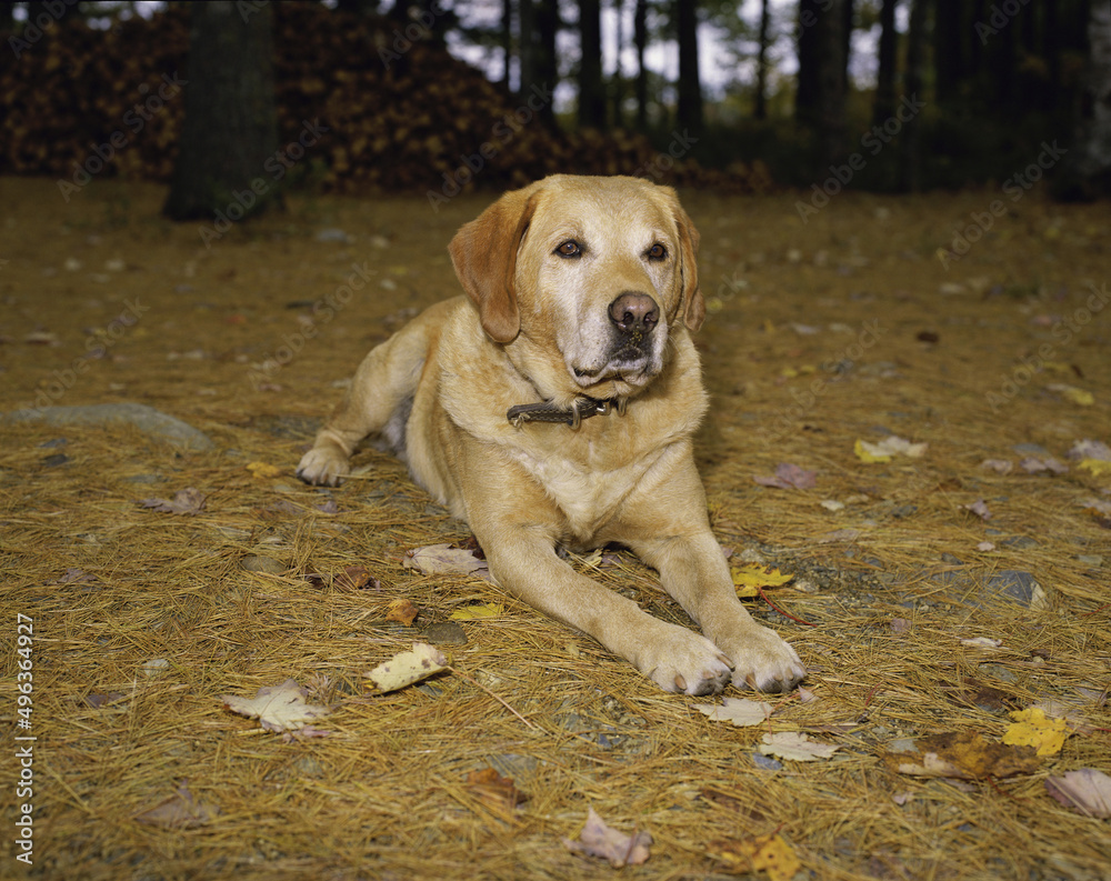 Yellow Labrador Retriever lying on the floor Yellow Labrador Retriever lying on the floor