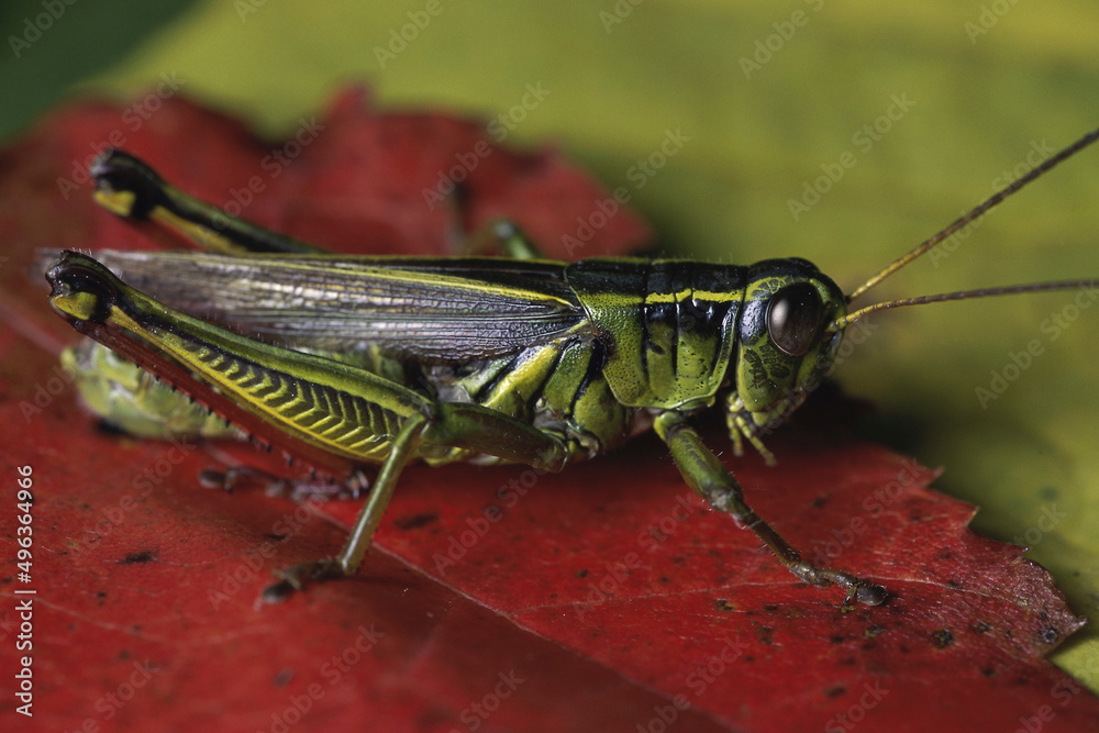 Close-up of a grasshopper on a leaf Close-up of a grasshopper on a leaf