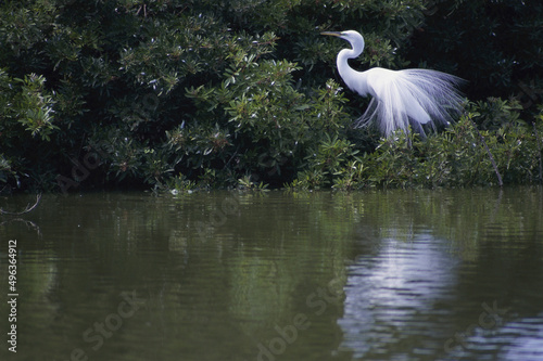Snowy Egret, Florida, USA