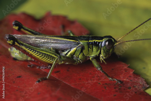 Close-up of a grasshopper on a leaf