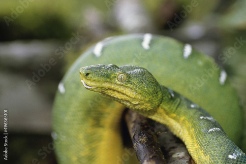 Close-up of an Emerald Tree Boa coiled round a tree branch