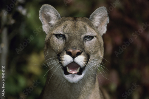 Close-up of a cougar photo