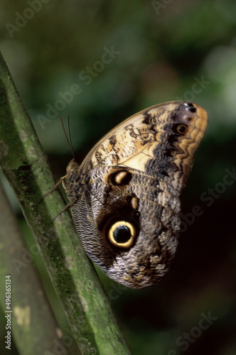 An Owl butterfly on a plant (Caligo Eurilochus)