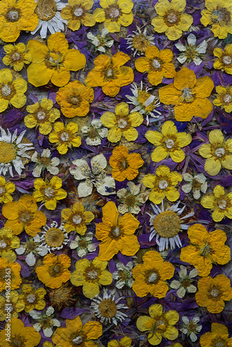 Close-up of dried flowers