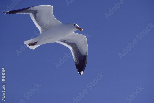 Close-up of a seagull in flight (Larus Argentatus) photo