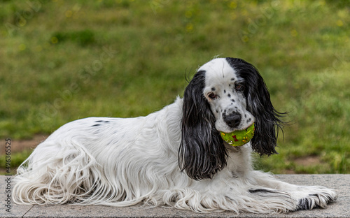 Cocker spaniels dog with ball