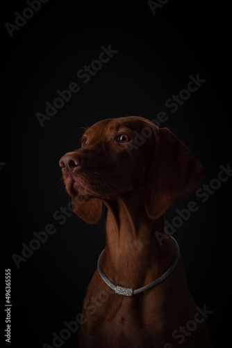 vizsla dog portrait © Maria