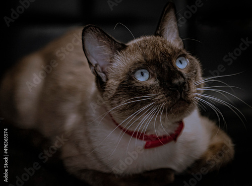 Siamese cat