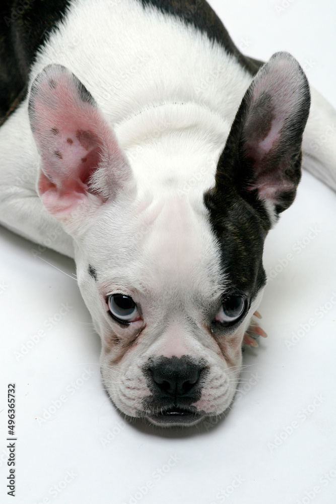 French bulldog puppy resting French bulldog puppy resting