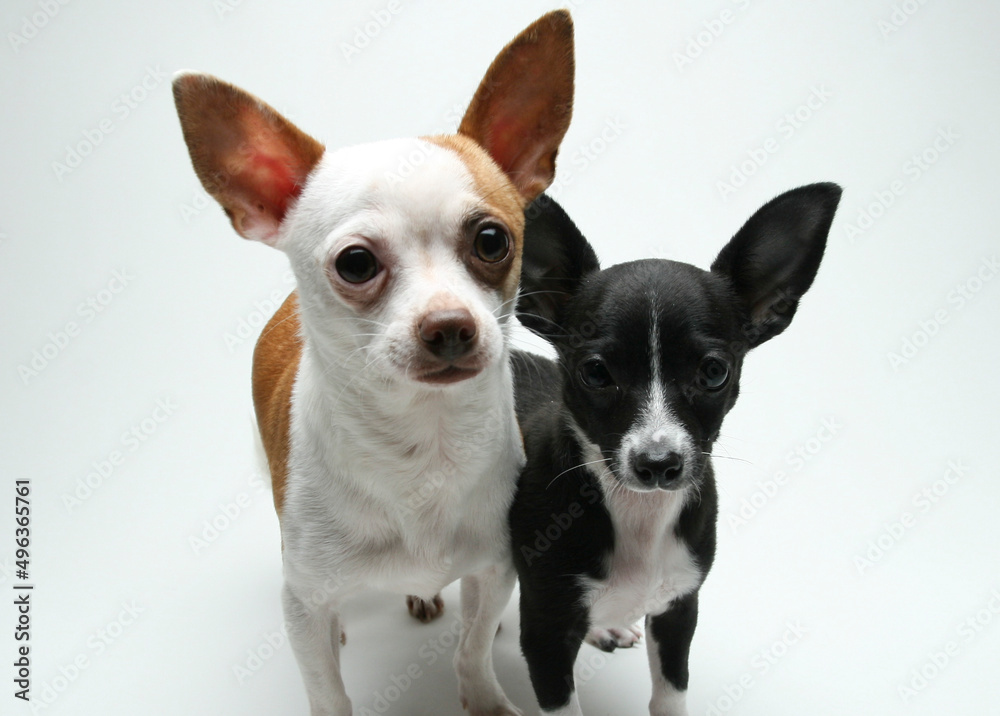 Two Chihuahua puppies standing Two Chihuahua puppies standing