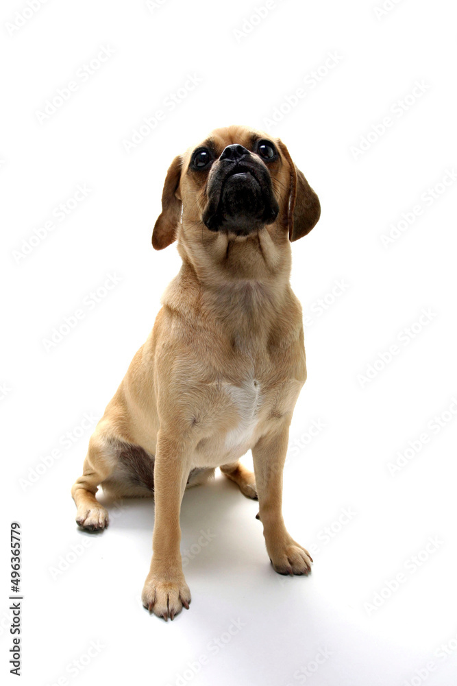 Puggle puppy looking up Puggle puppy looking up