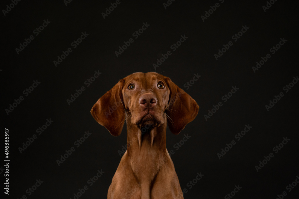 vizsla dog portrait vizsla dog portrait