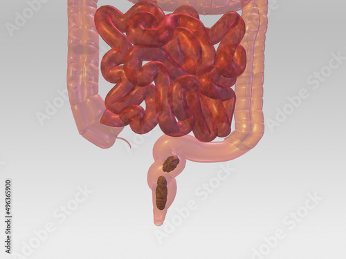 Close-up of a human large and small intestines photo
