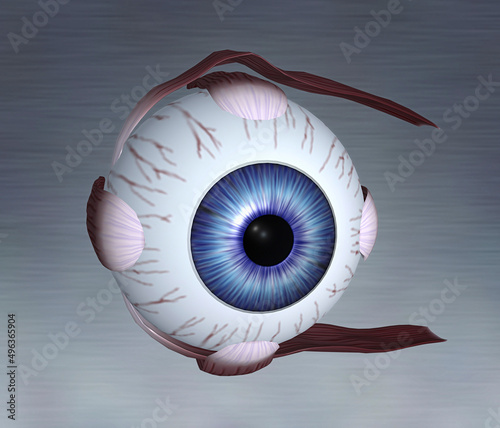 Close-up of the human eyeball