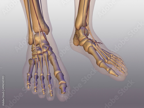 Low section view of a human skeleton