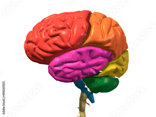 Close-up of a human brain
