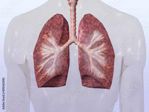 Close-up of a human respiratory system photo