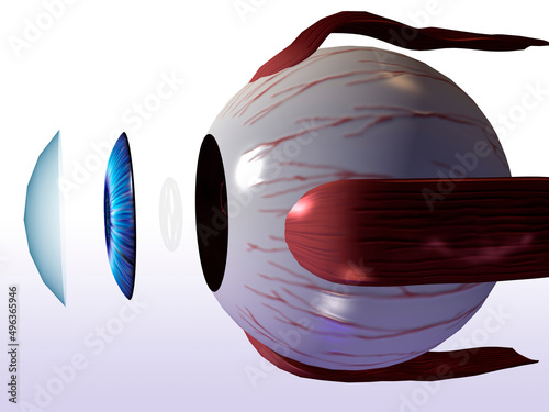 Anterior view of the eyeball photo