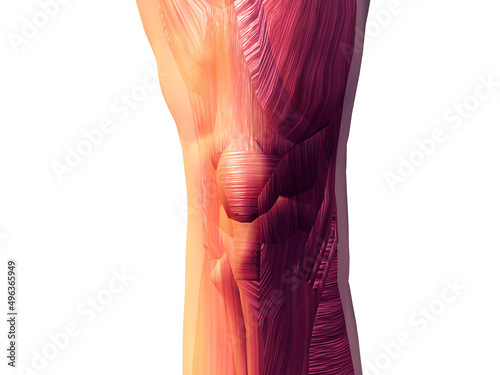Close-up of a human knee joint photo