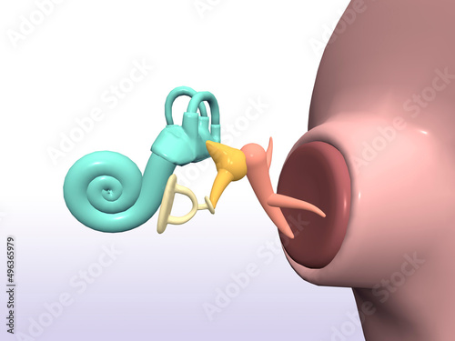 Close-up of the inner part of a human ear photo
