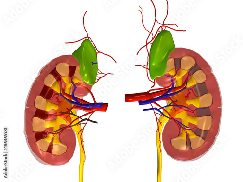 Close-up of a human kidney photo