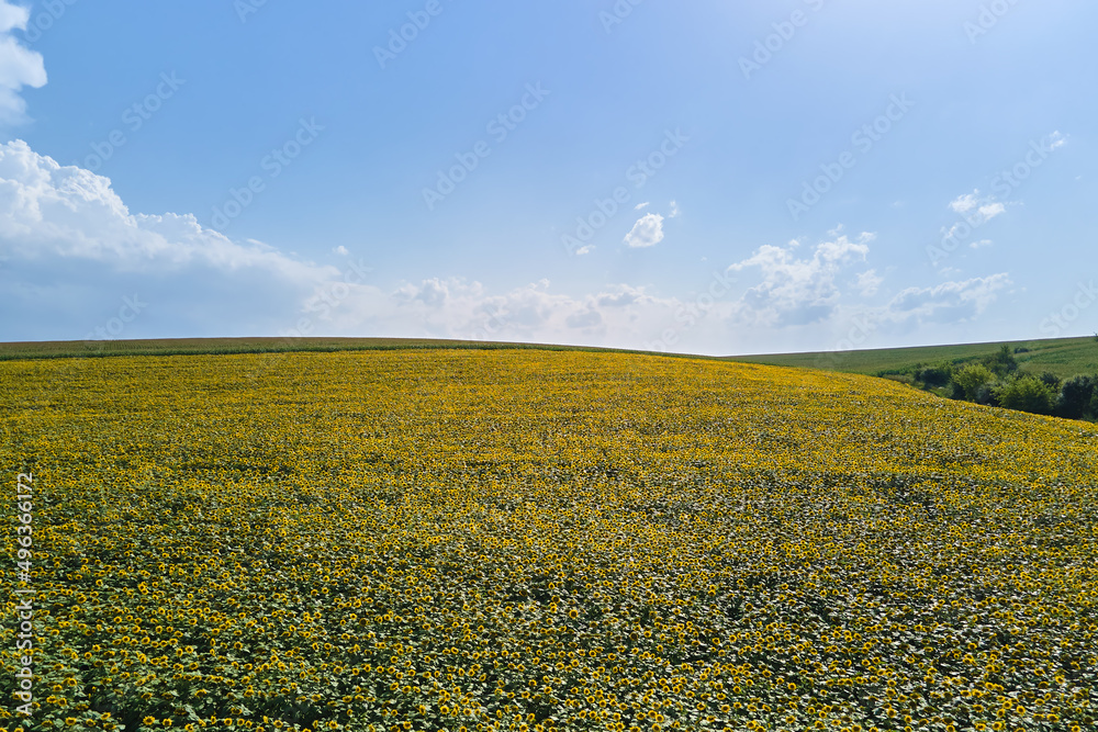 Aerial view of big agricultural farm field with growing sunflower plants