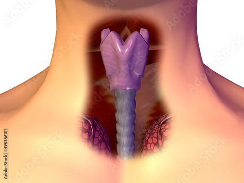 Close-up of a human throat photo