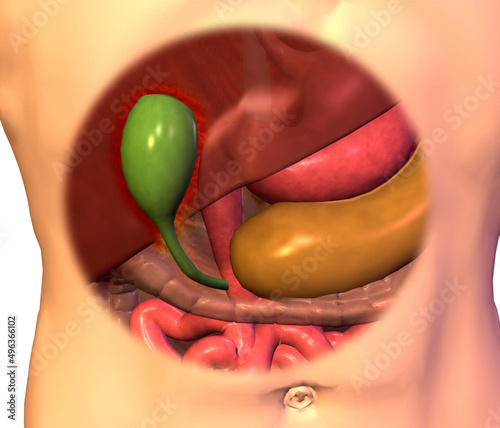 Close-up of a human stomach