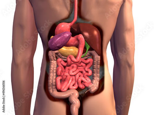 Close-up of a human digestive system