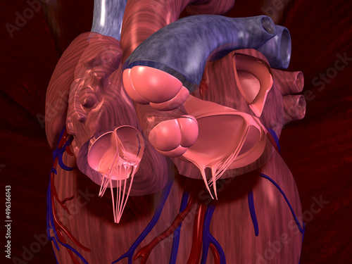 Close-up of a cross section of a human heart photo