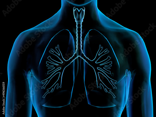Close-up of a human respiratory system photo