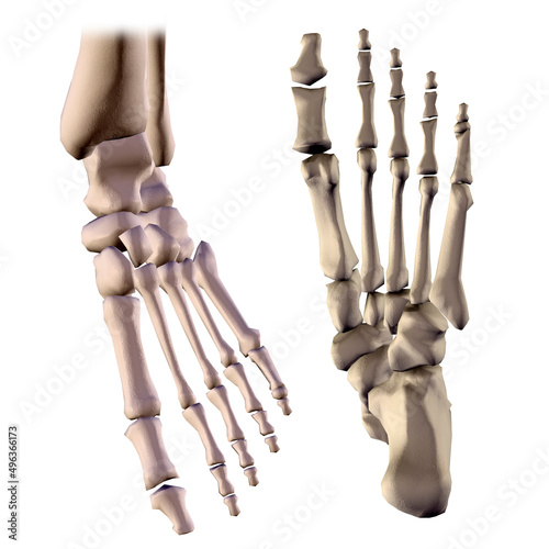 Close-up of the bone structure of a human foot photo